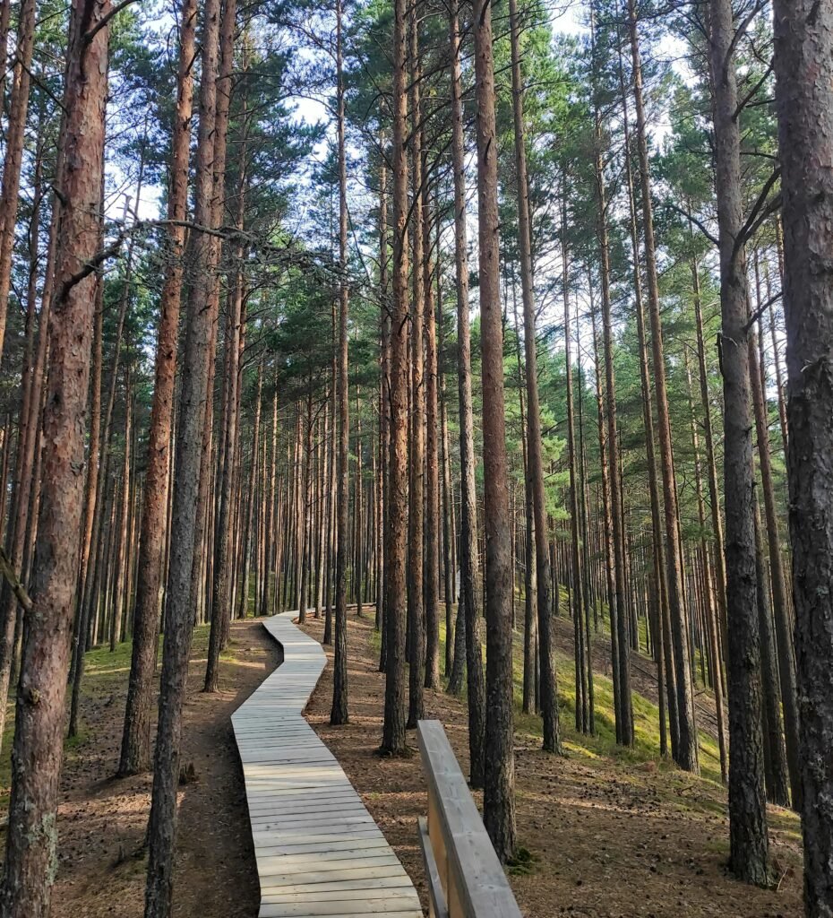 forest walk in the baltics
